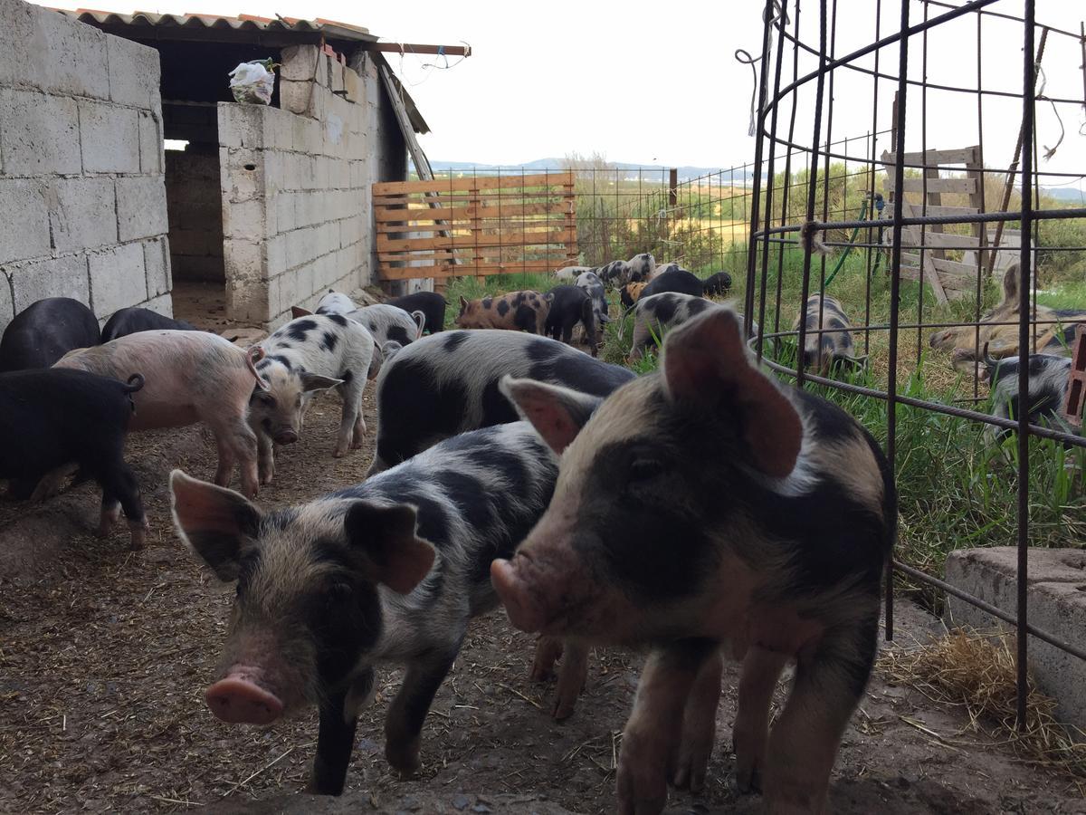 Agriturismo Su Meurreddu Tratalias Exteriér fotografie