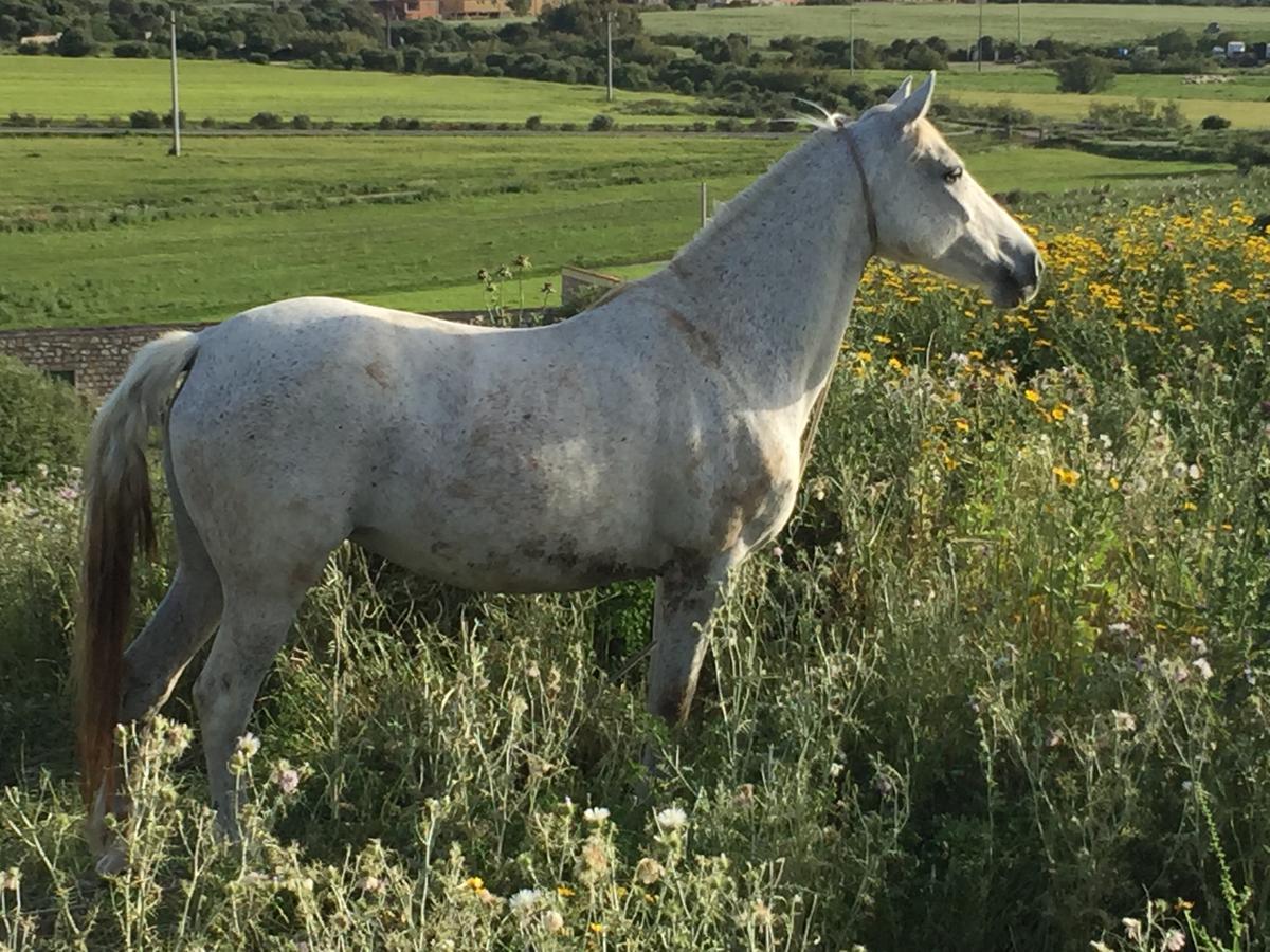 Agriturismo Su Meurreddu Tratalias Exteriér fotografie